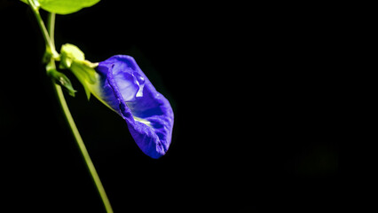 butterfly pea blue pea flower thai herbs