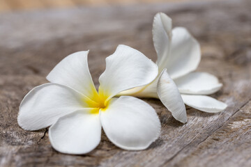 Branch of tropical flowers frangipani (plumeria)