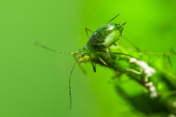Aphid feeding on plant. Many aphids on leaf, Aphids (macrosiphum rosae) sucking on green shoots. Macro