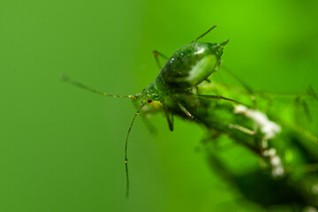 Aphid feeding on plant. Many aphids on leaf, Aphids (macrosiphum rosae) sucking on green shoots....