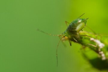 Aphid feeding on plant. Many aphids on leaf, Aphids (macrosiphum rosae) sucking on green shoots. Macro