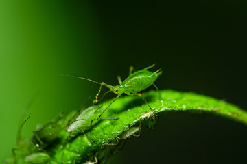 Fototapeta premium Aphid feeding on plant. Many aphids on leaf, Aphids (macrosiphum rosae) sucking on green shoots. Macro