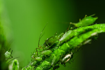 Aphid feeding on plant. Many aphids on leaf, Aphids (macrosiphum rosae) sucking on green shoots. Macro