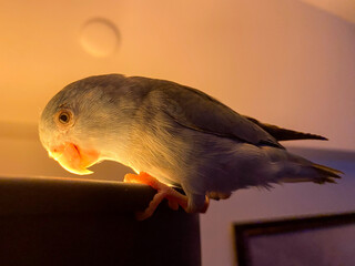 Forpus parrot is holding on to the edge of a blue lamp and watching the surroundings