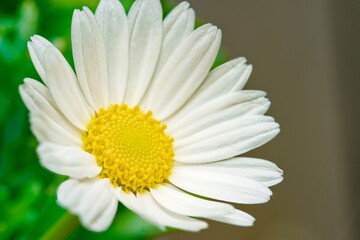 Fototapeta premium Close up of a Daisy, on a green background in summer, Macro close-up of a common daisy (bellis perennis) in the spring sunshine. Selective focus, short depth of field
