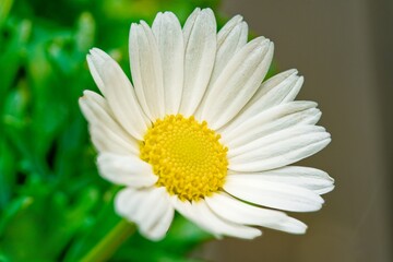 Obraz premium Close up of a Daisy, on a green background in summer, Macro close-up of a common daisy (bellis perennis) in the spring sunshine. Selective focus, short depth of field