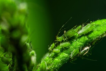 Aphid feeding on plant. Many aphids on leaf, Aphids (macrosiphum rosae) sucking on green shoots....