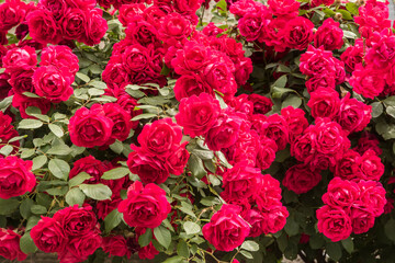 Multiflora rose (Rosa Paul's Scarlet Climber) closeup as floral background