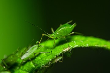 Aphid feeding on plant. Many aphids on leaf, Aphids (macrosiphum rosae) sucking on green shoots. Macro