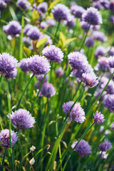 Czosnek szczypiorek, Allium schoenoprasum © Marcin Łazarczyk