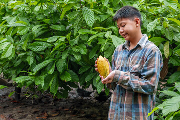 Ripe yellow  cacao fruit, agriculture yellow ripe cacao pods in the hands of a boy farmer,...