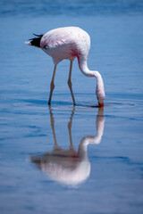 Flamingos in the Atacama salt flat, Chile