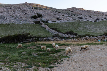 flock of sheep in the mountains