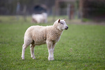 Cute white lamb on meadow