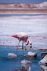 Flamingos in the Atacama salt flat, Chile