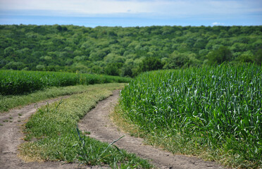 path through the field. dirt road and green wheat field. selective focus. beautiful landscape in the countryside