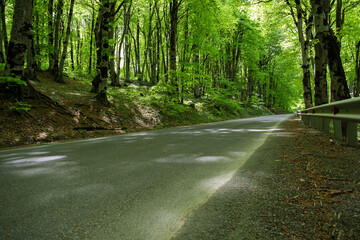 A tranquil, empty road runs through a lush green forest under the dappled light of a summer...