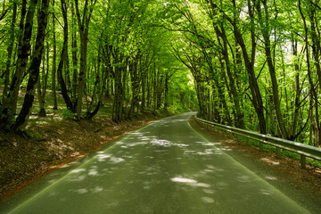 A peaceful, winding road flanked by tall, dense green trees on either side, under a bright sky.