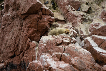 Sea lion looking at the camera. Islas Ballestas, Paracas National Reserve, Peru.  Pink rocks on the Pacific Ocean