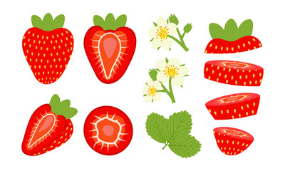 Set of cut and blooming strawberries with flowers. Vector illustration isolated on white background