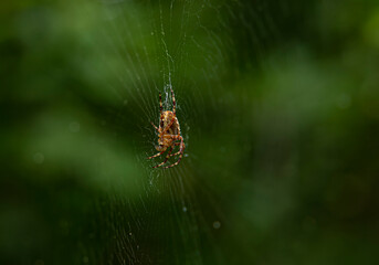 The spider climbing on the web.