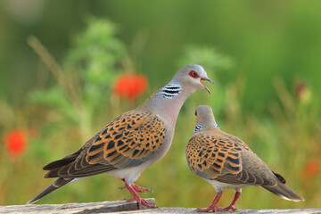 European turtle dove, Streptopelia turtur, couple of birds in love