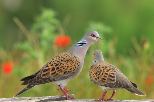 European turtle dove, Streptopelia turtur, couple of birds in love