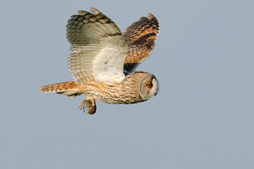 Long-eared owl with mouse in flight