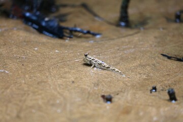 Mudskipper in Bako National Park in Borneo