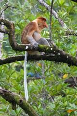 Naklejka premium Proboscis monkey in Borneo, Malaysia