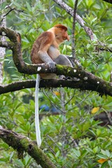 Proboscis monkey in Borneo, Malaysia