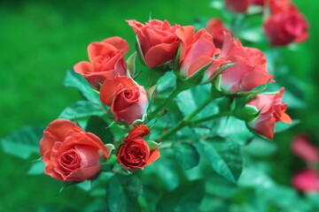 red rose symbol of love and valentine day wishes
