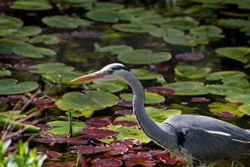 Grey Heron close up on the lake, Ireland