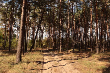forest in autumn
