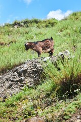 A small domestic goat stands on a high stone.