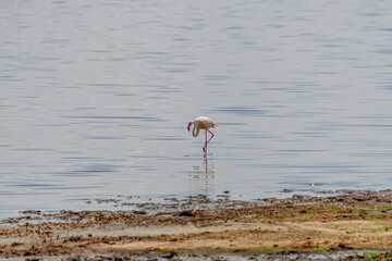wildlife at lake Manyara in Tanzania