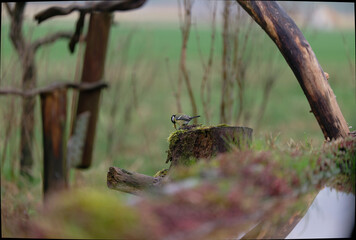 caccia fotografica durante una giornata in pieno sole