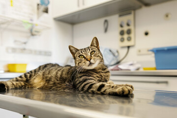 Hands of a veterinarian examining a cat lying on a table in a clinic. The concept of domestic pets health care.
