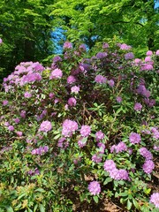 A large bush of blooming rhododendron in the park. Many pink rhododendron flowers, hot pink hybrid rhododendron flowers with leaves in the garden in summer