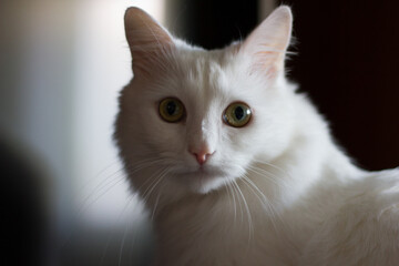 Turkish Angora watching