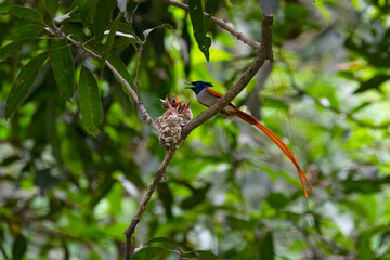 A paradise flycatcher feeds its hatchling