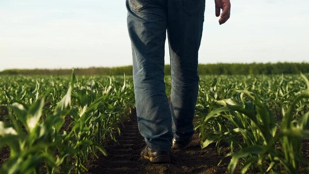 Rear view of the farmers legs walking in the field between the rows of corn at sunset.