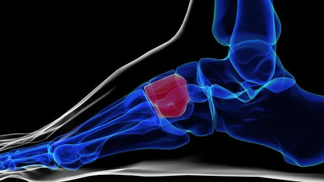 Lateral view of cuneiform bone foot bones anatomy for medical Concept 3D rendering