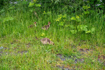 Goslings in the green grass