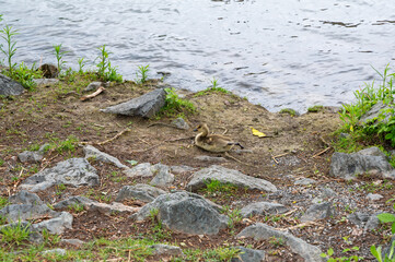 Gosling on the bank of a river