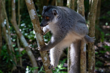 Ein kletternder Mongozmaki in der Seitenansicht