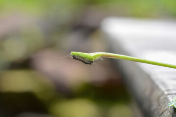 A caterpillar on a plant stem