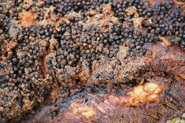 Meat baked in the oven with spices. Meat production
