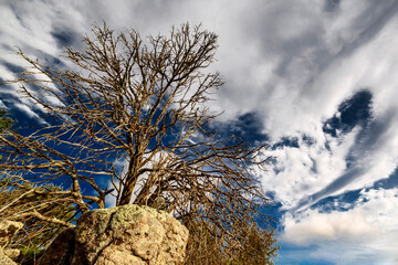 Arbol seco y nubes