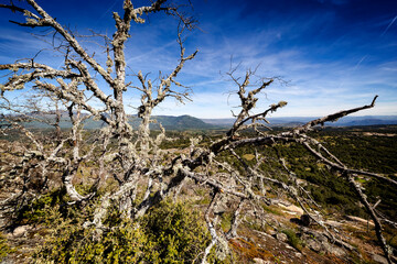 Sierra de Gredos tras el árbol seco